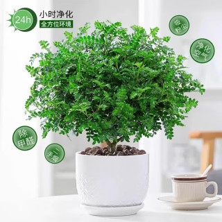 爱你一万年 清香木 3年盆栽 原土球+送肥料