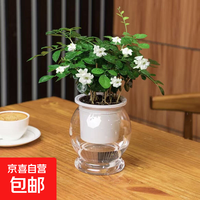 花锦葵 特价水培驱蚊九里香七叶莲盆栽好养驱蚊绿植 九里香+自动吸水鱼缸盆