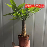 阳净发财树书桌办公室客厅室内摆件桌面老桩好养盆栽净化空气吧台 1年粗壮单杆发财树原盆