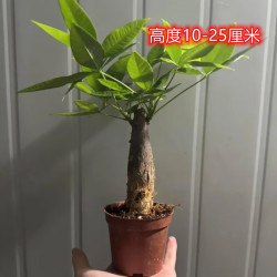 阳净 发财树书桌办公室客厅室内摆件桌面老桩好养盆栽净化空气吧台 1年粗壮单杆发财树原盆