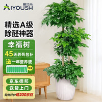 爱优尚 幸福树盆栽 大型绿植 盆器*1 树苗*1