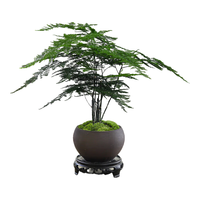 八芽文竹盆栽植物室内客厅中式禅意盆景好养绿植办公室摆件创意花卉 禅意盆文竹-含密胺托盘 带盆栽好