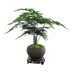 八芽 文竹盆栽植物室内客厅中式禅意盆景好养绿植办公室摆件创意花卉 禅意盆文竹-含密胺托盘 带盆栽好