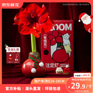 京东鲜花 朱顶红礼盒版蜡球 圣诞节日礼物