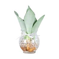 水培白玉兰虎皮兰小盆栽好养易活水养植物办公室内桌面绿植客厅