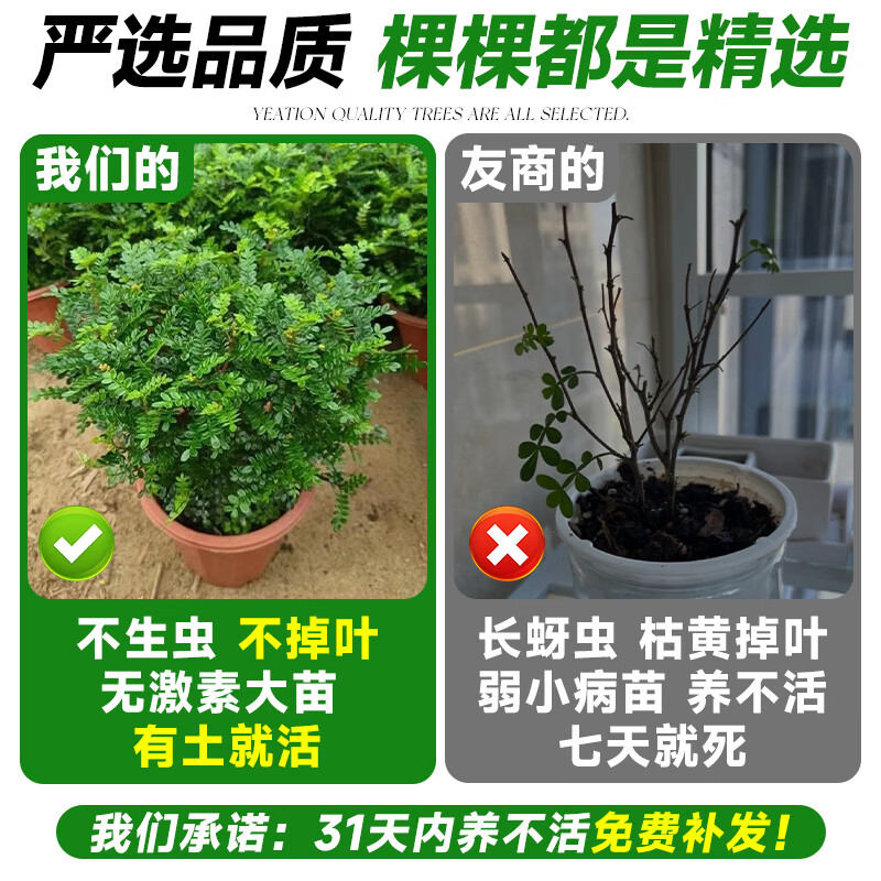 爱你一万年正宗清香胡椒木盆栽绿植物花卉阳台室内驱蚊草树苗老桩薄荷迷迭香 6年正宗清香木大苗（加仑盆）+肥