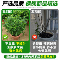 爱你一万年 清香木 3年盆栽 原土球+送肥料
