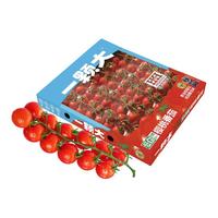 一颗大 散粒番茄水果樱桃番茄新鲜西红柿生吃非圣女果千禧番茄
