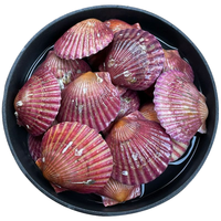 鲜京采【时令】鲜活小红贝 净重3斤 10-12只/斤 保鲜不保活源头直发 小红贝 10-12只/斤   3斤