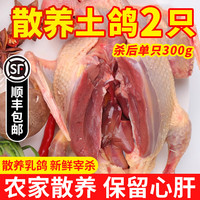 岽鲜 新鲜冷冻农家老鸽子土鸽 2只（每只净300g）