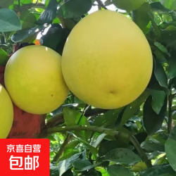 京东 福建红心蜜柚新鲜采摘红柚颗粒饱满柚子酸甜可口红柚 红心蜜柚2粒装带箱9-10斤