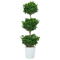 沭之美大型绿植盆栽客厅摆放植物 摇钱树1.5-1.6米+塑料螺纹盆 源头直发