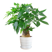 沭之美独杆发财树大型绿植盆栽客厅摆放40-50cm+塑料螺纹盆 源头直发