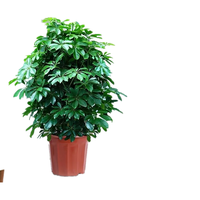 沭之美鸭脚木大型绿植盆栽客厅摆件60-70cm含原盆+灯笼卡片 源头直发