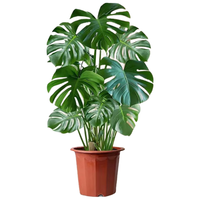 沭之美 龟背竹盆栽植物大型绿植好养 精品龟背竹50-60cm+原盆 源头直发