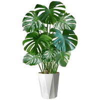 沭之美龟背竹盆栽植物大型绿植精品龟背竹70-80cm+白钻石树脂盆源头直发