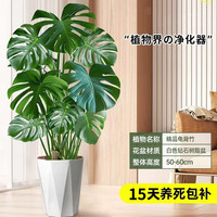 沭之美龟背竹盆栽植物大型绿植精品龟背竹50-60cm+钻石树脂盆源头直发