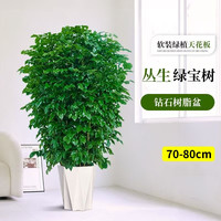 沭之美绿宝大型绿植盆栽 丛生绿宝70-80cm高+钻石树脂盆 源头直发