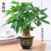 沭之美大型绿植室内盆栽 独杆发财树40-50厘米高+福字塑料原盆 源头直发
