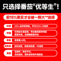 【一颗大】红黄绿宝石樱桃番茄新鲜自然熟生吃小西红柿458g/盒