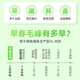茶马世家绿茶2025新茶250g毛峰明前春茶头采浓香型茶叶袋装自己喝 【2025新茶】早春毛峰250g
