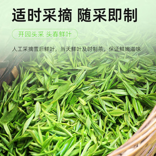 茶马世家绿茶2025新茶250g毛峰明前春茶头采浓香型茶叶袋装自己喝 【2025新茶】早春毛峰250g