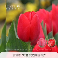 移动端：海蒂的花园 郁金香5度球阳台庭院花卉绿植盆栽裸球植物