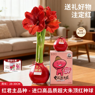 京东鲜花 进口朱顶红礼盒版-红君主28-30cm