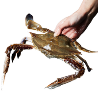 梭子蟹舟山母蟹特大鲜活冷冻野生大螃蟹生鲜海鲜海蟹飞蟹母梭子蟹 2-3两/只【10只装】