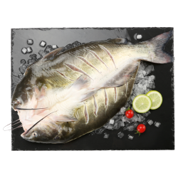 钓鱼记 叉尾鮰鱼 500g-650g