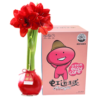 京东鲜花朱顶红-红君主28-30cm红花蜡球圣诞源头直发