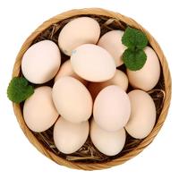  晋龙 鲜鸡蛋 六无蛋 16枚