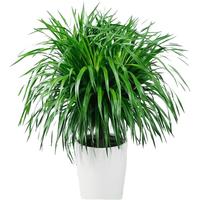 中梦 龙须树 多头龙血树 龙铁树室内客厅盆栽花卉植物办公室盆景 龙须树一盆三颗50-60厘米高度 不含盆