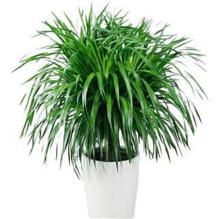 中梦 龙须树 多头龙血树 龙铁树室内客厅盆栽花卉植物办公室盆景 龙须树一盆三颗50-60厘米高度 不含盆