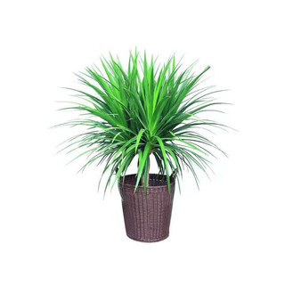 中梦 龙须树 多头龙血树 龙铁树室内客厅盆栽花卉植物办公室盆景 2层多头龙须树1.5-1.7m高度 含盆