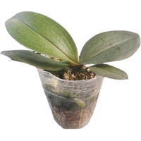 旺之春蝴蝶兰花苗盆栽室内观花植物桌面阳台年宵花卉四季开花绿植花卉  花花公子蝴蝶兰+透明原盆+原土