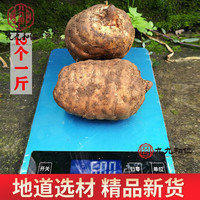 云南小草坝新鲜天麻乌天麻云南 2-3个一斤