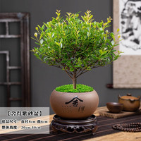 幼薇小叶赤楠盆景摆件 室内绿植花卉盆栽老桩客厅办公室桌面好养植物  小叶赤楠+舍得紫砂盆+圆形底盘 带盆栽好