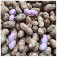 格沃斯（GEWOSI）现挖鲜花生带壳生花生农家自种鲜湿花生装生鲜 【现挖现发湿花生】5斤精选装