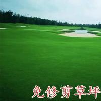 四季常青 免修剪 低矮草坪种子