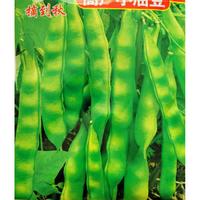 高产小油豆种子:开锅烂,摘到秋,好吃