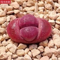 多肉植物生石花整盆大母多肉石生花屁股花屁屁多肉植物稀有盆栽 红大内10棵0点8-1点2cm裸根不带土