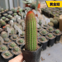 仙人掌仙人柱合集组合量天尺 龙神木 蓝衣柱仙人掌多肉植物办公室 黄金妞 9-10cm 裸根不带土