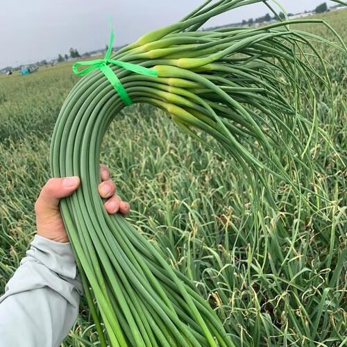 新鲜蒜苔金乡蒜苔 1000g