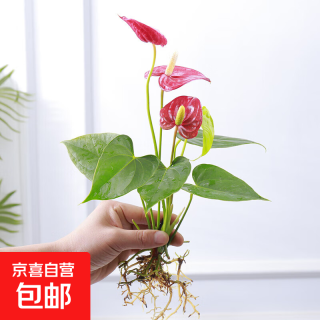 有券的上：红掌系列 红掌-单棵1-3朵花+营养液 水培红掌盆栽 大叶白掌 紫掌 易活 四季开花卉 绿植物 办公室内好养