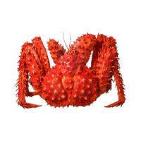 首鲜道 超大帝王蟹 礼盒装