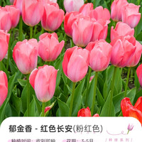 移动端：海蒂的花园 郁金香5度球阳台庭院花卉绿植盆栽裸球植物