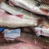 鲜活梭鱼红眼梭子鱼新鲜乌鲻鱼乌头海捕海鱼水产新鲜鱼特大号 5斤装 鲜冻梭鱼支鱼