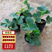 滨淇 草莓苗奶油草莓四季草莓苗当年结果草莓苗带原土5棵源头直发