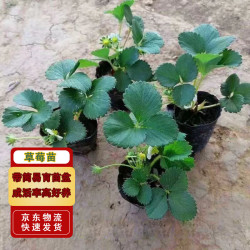 滨淇 草莓苗奶油草莓四季草莓苗当年结果草莓苗带原土5棵源头直发